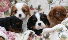 2 Cavalier King Charles Spaniel puppies for adoption. Very healthy,