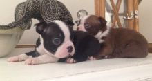 4 beautiful Boston Spaniel pups for sale! 2 females and 2 males...