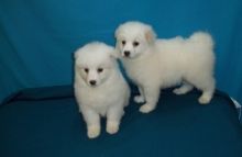 American Eskimo Puppies For Adoption -