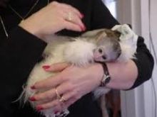 Adorable and Sweet Marmoset Monkey/azerveronica1@gmail.com