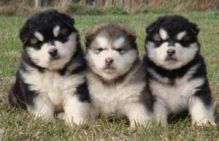 Cute Alaskan Malamute Puppies Available Txt only via (53 x 05 x 22 x 81 x 15