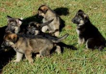 German Shepard puppies.