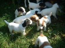 Jack Russell Terrier Puppies for sale.