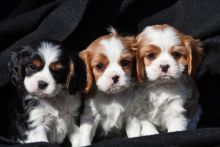 Lovely Cavalier King puppies.