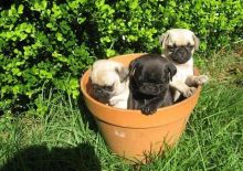 Stunning quality bred kc reg pug puppies bred for type and temperament the parents to these puppies