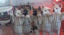 Super Cute Akita puppies for adoption, 12 weeks old. Extremely beautiful pups