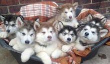 Top Quality Alaskan Malamute Puppies Available