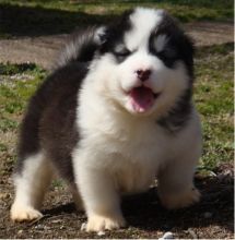 Two beautiful alaskan malamute Puppies for adoption Txt only via (53 x 05 x 22 x 81 x 15