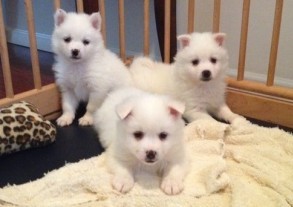 4 purebred American Eskimo pups for sale. Image eClassifieds4u