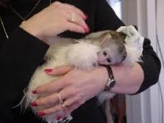 Adorable and Sweet Marmoset Monkey/azerveronica1@gmail.com Image eClassifieds4u