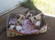 Lovely Jack Russell puppies for free. They are 12 weeks old and very healthy Image eClassifieds4u 2