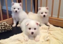 4 purebred American Eskimo pups for sale. Image eClassifieds4U