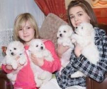 Bichon frise puppies looking for a new home they are vent checked Image eClassifieds4U