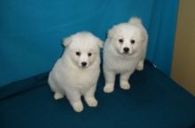 well socialized American Eskimo puppy for re homing, Image eClassifieds4U
