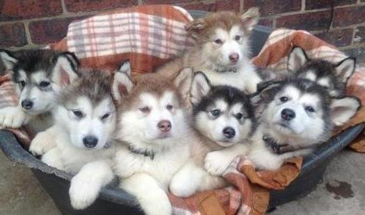 Stunning Alaskan Malamute Pups male and female ready Image eClassifieds4u