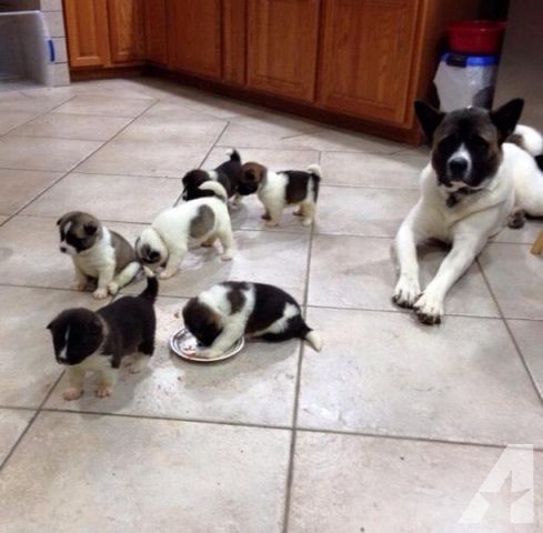 Super Cute Akita puppies for adoption, 12 weeks old. Extremely beautiful pups Image eClassifieds4u