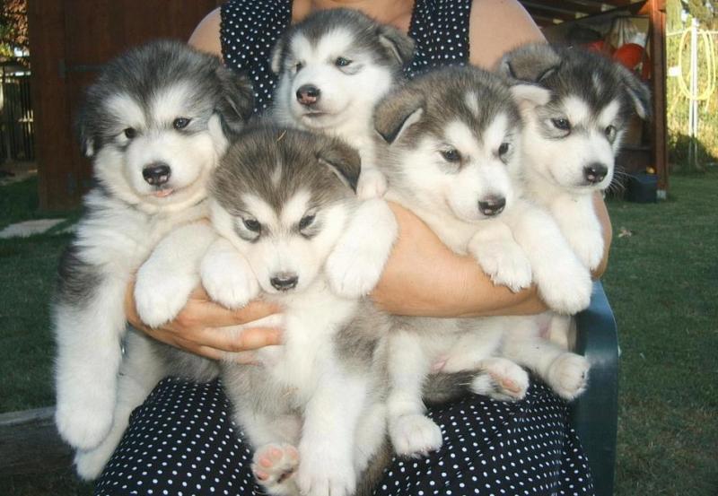 Top Quality Alaskan Malamute Puppies Available Image eClassifieds4u