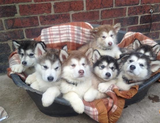Two beautiful alaskan malamute Puppies for adoption Txt only via (53 x 05 x 22 x 81 x 15 Image eClassifieds4u