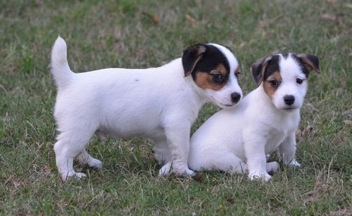 Beautiful Jack Russell Terrier True Black/White Male.Our puppies are born in our home Image eClassifieds4u
