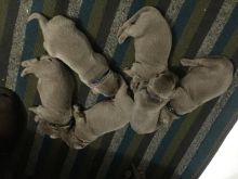 Silver Labrador puppies for sale