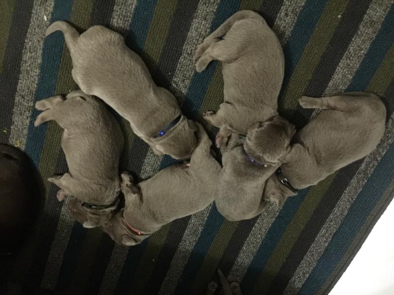 Silver Labrador puppies for sale Image eClassifieds4u