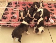 2 beautiful Boston Terrier pups, 2 big healthy boys.