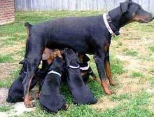 4 Doberman Pinscher Puppies Available I have 4 Doberman Pinscher puppies available.,. Txt only via (