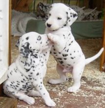 AKC Reg Dalmatian Puppies