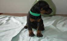 Doberman Pinscher Puppies Available for Adoption.,. Txt only via (901) 213-8747