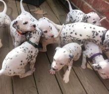Dotted Black And White Dalmatian Puppies For Sale., Txt only via (530) 522-811