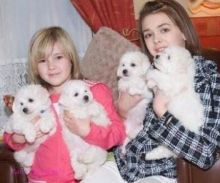 Excellent Bichon Frise Puppies . Txt only via (302) 514-8078