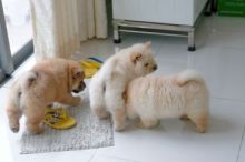 for rehoming Chow Chow Puppies ,Txt only via (786) 322-6546