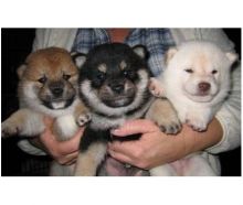 Gorgeous Quality Kennel Club registered Shiba Inu puppies. One male and one female black masked pale