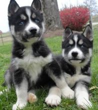 Husky Puppies I have a litter of AKC Siberian Husky puppies,