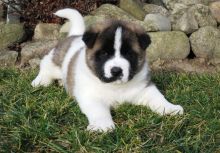 Nice Coat Akita Puppies For free