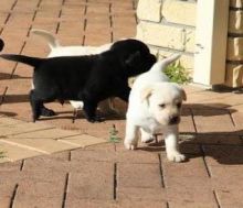 offering two Labrador puppies. T