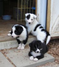 Pure Border Collie puppies Available We have two dogs we need to re-home.. Txt only via(530) 522-811