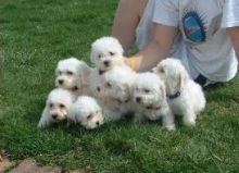 SDAFSDGF Bichon Frise Pup socialized . Txt only via (302) 514-8078