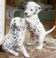 strive to breed a Dalmatian that is a sturdy, loving, family companion