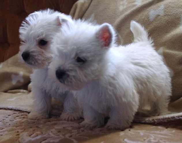 11 Weeks Old and West Highland Terrier Puppies.. Txt only via (302) 514-8078 Image eClassifieds4u