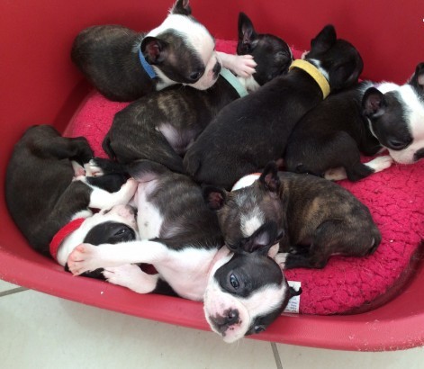 ADSFDG MALE AND FEMALE & OUBoston Terrier Puppies Boston Terrier Puppies Txt only via (901) 213-8747 Image eClassifieds4u