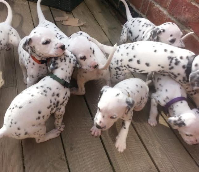 Dotted Black And White Dalmatian Puppies For Sale., Txt only via (530) 522-811 Image eClassifieds4u