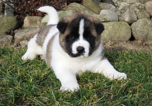 Excellent Akita Puppies Image eClassifieds4u