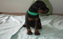 Doberman Pinscher Puppies Available for Adoption.,. Txt only via (901) 213-8747 Image eClassifieds4U