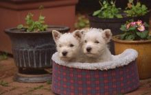 Excellent West Highland Terrier Puppies of prefect quality. These little ones are purebred Image eClassifieds4u 2
