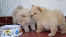 Quality Chow Chow Puppies for Sale ,Txt only via (786) 322-6546 Image eClassifieds4u 2