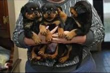 Top Quality Male and female Rottweiler Puppies, Txt only via (786) 322-6546 Image eClassifieds4U