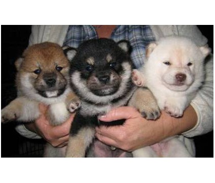 Shiba Inu Puppies for adoption. Stunning hair coats and wonderful personalities, Image eClassifieds4u