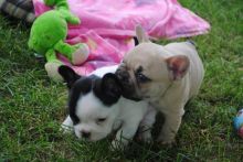 !!!!Adorable French bulldog puppies looking for a new home!!!!