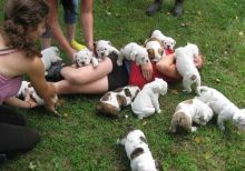 Cute male and female English bulldog Puppies available. ,. Txt only via (302) 514-8078